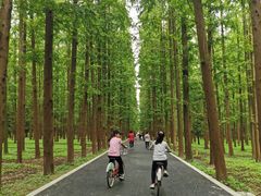 -东平国家森林公园