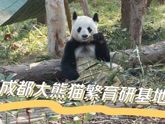 -成都大熊猫繁育研究基地
