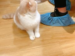 -滚猫咖啡·猫咖·猫友好撸猫(未来城店)