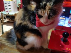 -猫色咖啡·猫咖