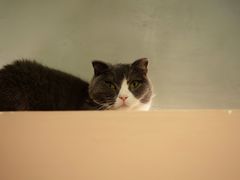 -猫儿山۰猫主题餐厅