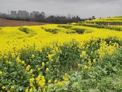 -三圣花乡旅游区