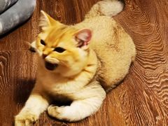 -猫大福·Fortune Cat猫舍(百子湾店)