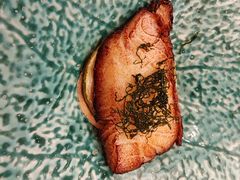 -鮨政· Omakase(港汇恒隆广场店)