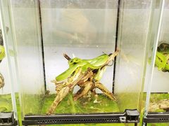 -华声天桥民俗文化园