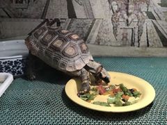 -上海大自然野生昆虫馆