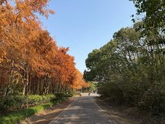 -上海海湾国家森林公园