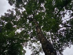 -深圳仙湖植物园