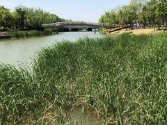 -南翔镇银翔湖公园
