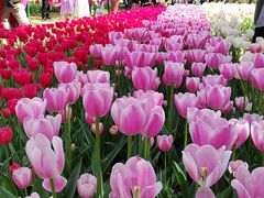 -洛阳郁金香牡丹园