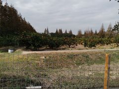 -上海长兴岛郊野公园