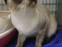 -瑞鹏宠物医院·骨科·猫科·内科(第一中心)