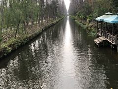 -合肥滨湖国家森林公园