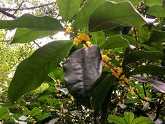 -索菲特西湖大酒店·香榭丽全日候餐厅(南山路店)