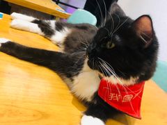 -猫色咖啡·猫咖