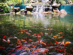 -吉隆坡雀鸟公园