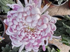 -北京植物园南门售票处