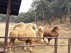 -沈阳森林动物园