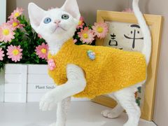 -小猫来了·猫舍(红山六九七九店)