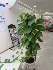 -至简医疗美容·医生集团