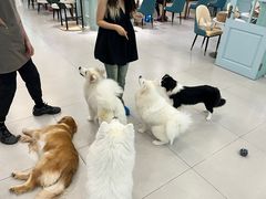 -安格丽娜·狗咖·猫咖羊驼咖(春熙路百盛商场店)