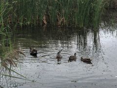 -盐城丹顶鹤湿地生态旅游区