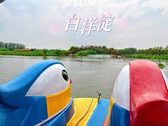 -白洋淀风景区
