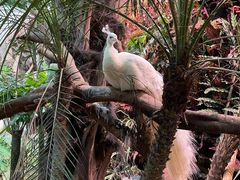 -正佳雨林生态植物园