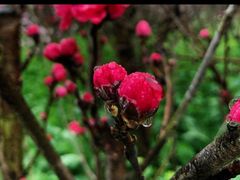 -南汇桃花村