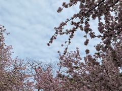 -海棠花溪(元大都城垣遗址公园)