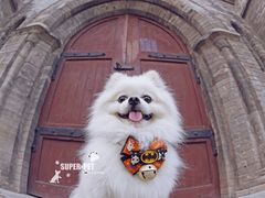 -超宠爱宠物摄影-Super pet