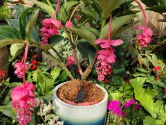 -北京植物园-展览温室