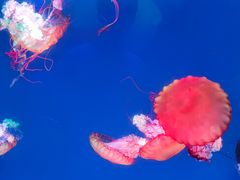 -海合安青岛极地海洋公园