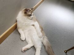 -飞行喵MR PILOT|猫舍·猫咖(静安大融城店)