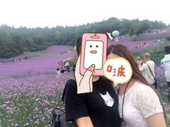 -大塘金香草谷