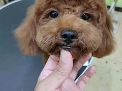 -沐沐家宠物(成寿寺店)