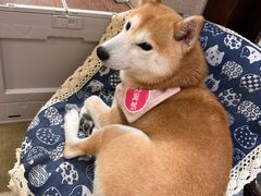 -逗柴咖啡屋·狗咖猫咖宠物桌游