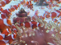 -海合安成都极地海洋公园