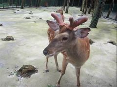 -武陵山森林公园