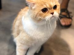 -PETKIT小佩宠物(古北店)