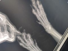 -申普宠物医院·心脏介入·心血管微创(总院)