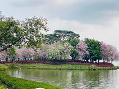-顺峰山公园