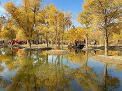-金塔沙漠胡杨林景区