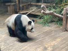 -深圳野生动物园