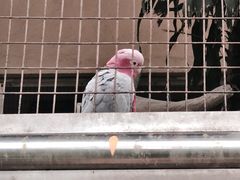 -吉隆坡雀鸟公园