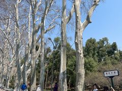 -武汉大学-樱园