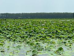-微山湖红荷湿地景区