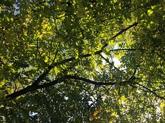 -三里屯东五街银杏大道