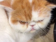 -安安宠医宠物医院·异宠·犬猫内科(岳阳分院)