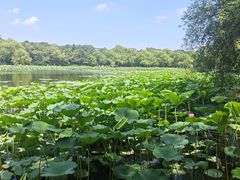 -长春市南湖公园